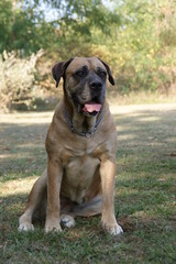 Cane corso