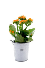 Kalanchoe flower