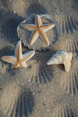 Seesterne und Muscheln