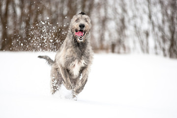 Irish Wolfhound