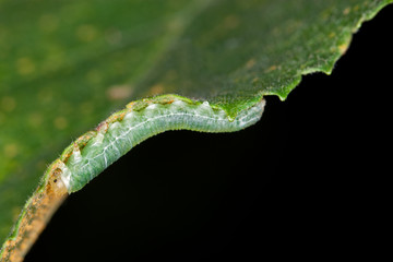 Green Caterpillar