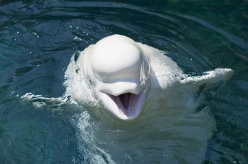Papier Peint photo Dauphins Un béluga dauphin blanc isolé vous regarde