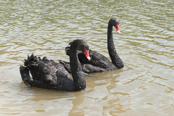 Two black swans