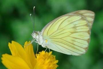 Farfalla - (Ascia monuste)