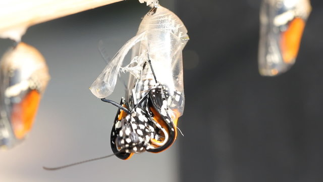 New born Plain tiger butterfly emerge from pupa