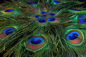 Background of peacock feathers 