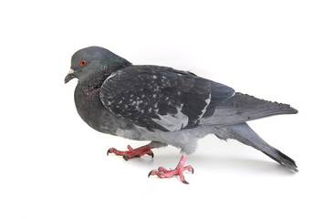 gray dove