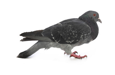 gray dove