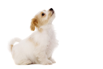 Puppy sat looking up isolated on a white background