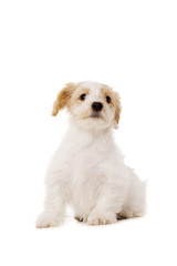 Puppy sat isolated on a white background