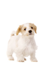 Puppy stood isolated on a white background © Paul Cotney