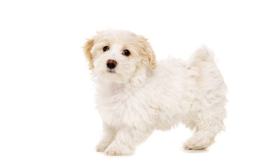 Obraz premium Puppy stood isolated on a white background