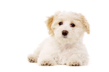 Puppy laid isolated on a white background