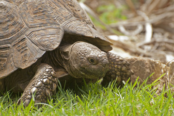 Fototapeta premium Tortoise in Kirstenbosch Garden
