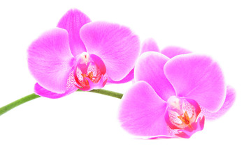 three rosy beautiful orchids branch isolated on white background