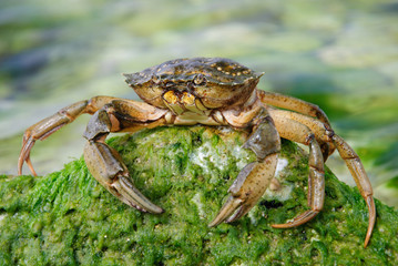 natural crab in the sea water on green stone with moss