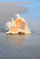Big seashell on clean beach in water