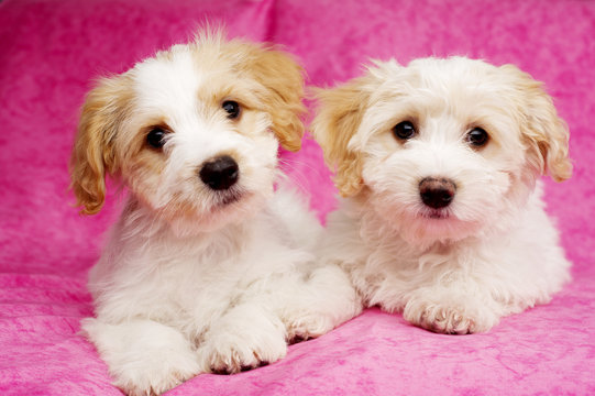 Two puppies laid on a pink background