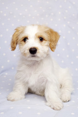 Puppy sat on a blue background