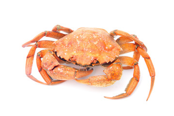 big red boiled crab isolated on white background
