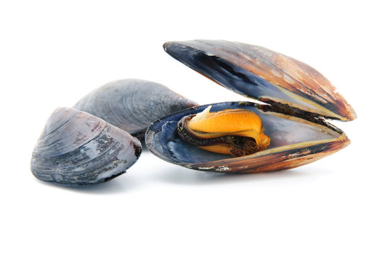 group of boiled mussels in shells isolated on white background