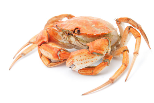 big red boiled crab isolated on white background