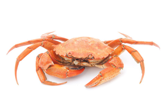 big red boiled crab isolated on white background