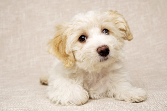 Puppy laid on a textured beige background