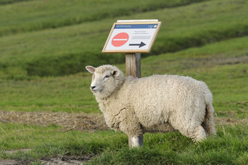 Sheep standing in green field