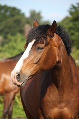 Beautiful bay horse portrait