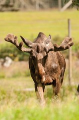 Elchbulle l&auml;uft &uuml;ber Wiese