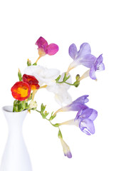 bunch of lovely freesia isolated on white