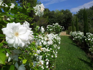 Parc fleurs roses