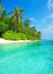 landscape of tropical island beach with palms