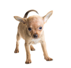 Obraz premium short haired chihuahua puppy in front of a white background