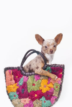 Chihuahua in bag