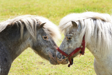 Kissing pony's