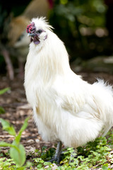 White hen