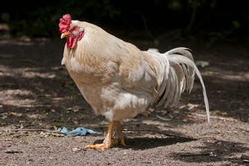 White hen