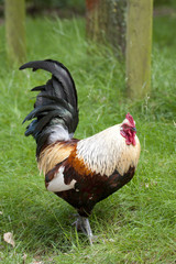 Rooster