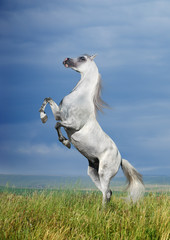 Obraz na płótnie Canvas Szary hodowli koni arabskich