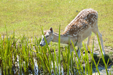 Roe deer