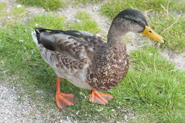 Duck