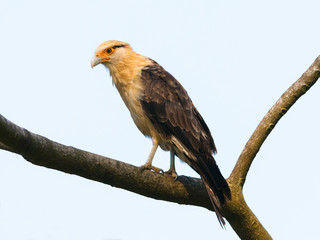 Caracara