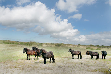 Horses in the field