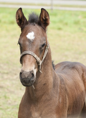 Obraz premium Horse close up