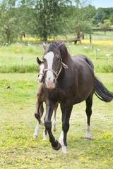 Fototapeta premium Foal running
