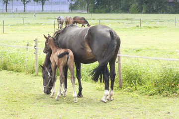 Horse with foal