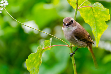 Grey Bushchat (female). Sing call for a mate.