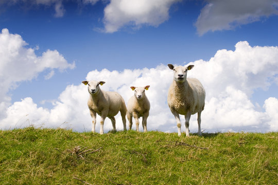 Sheep and lambs